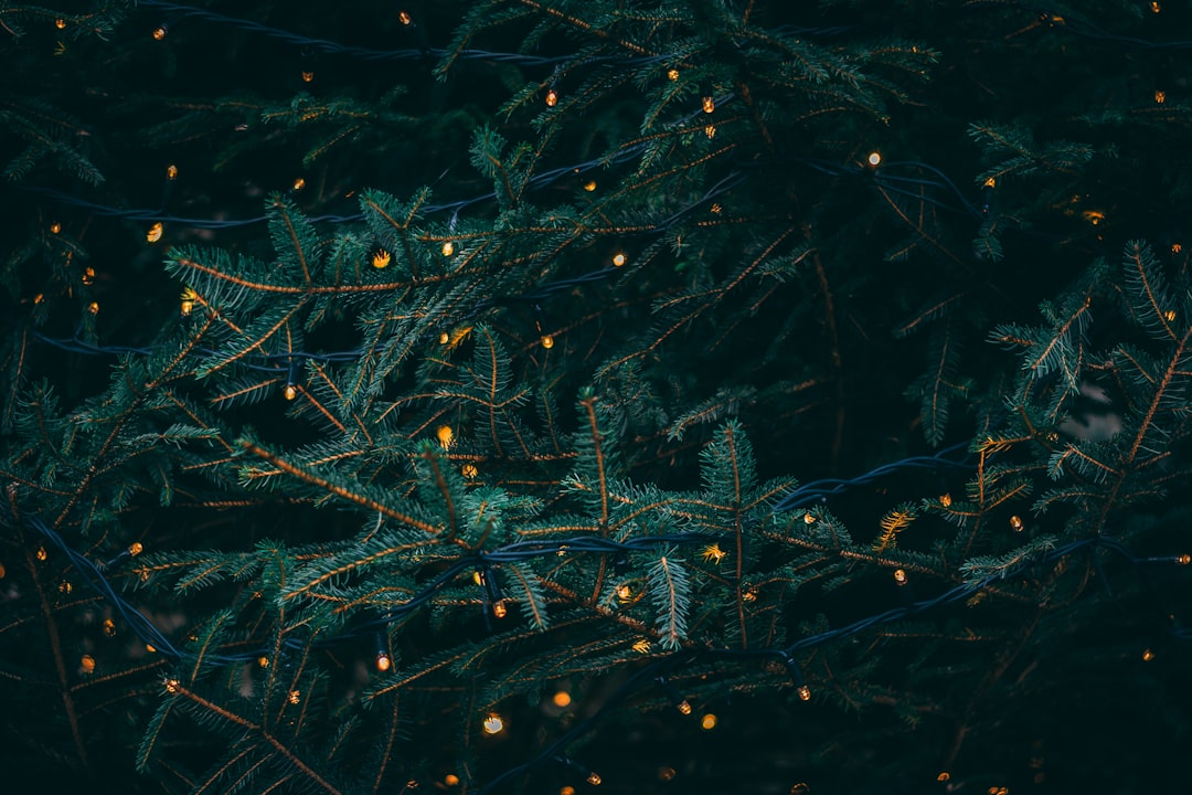 Photo christmas
